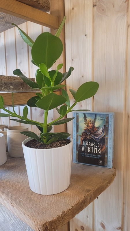 Plante verte sur une étagère de l'atelier